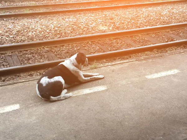 lonely dog on cement floor