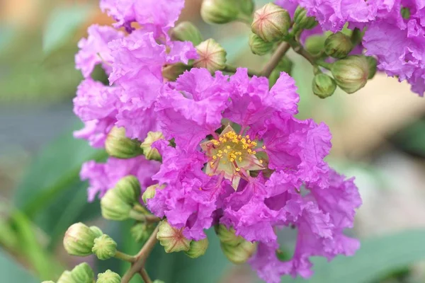 Lagerstroemia Specosa Çiçeği Doğa Bahçesinde