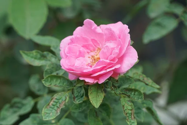 Rosa Damast Rosenblüte Naturgarten — Stockfoto