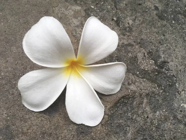Plumeria Λουλούδι Στο Πάτωμα Τσιμέντου — Φωτογραφία Αρχείου