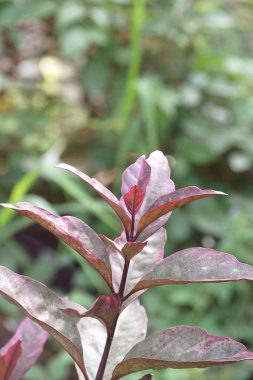 Doğa bahçesinde karikatür bitkisi