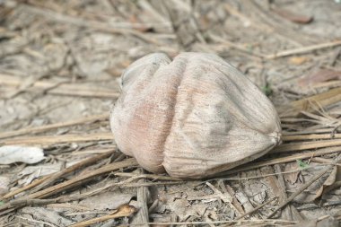 Yerdeki kuru hindistan cevizi.