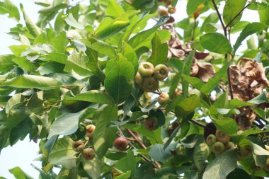 Doğa bahçesinde gül elma meyve