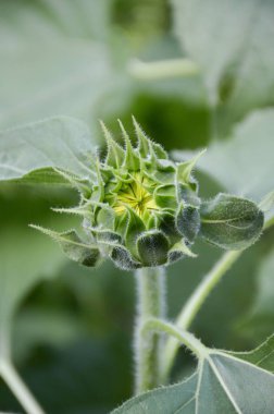 Doğa bahçesindeki ayçiçeğini kapat.
