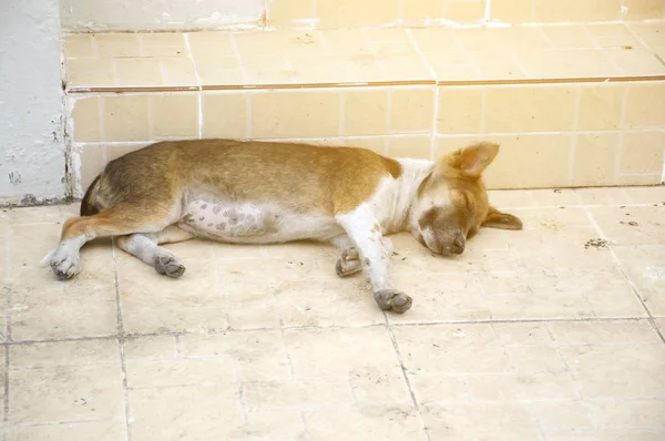 Primer Plano Perro Durmiendo Cemento Piso —  Fotos de Stock