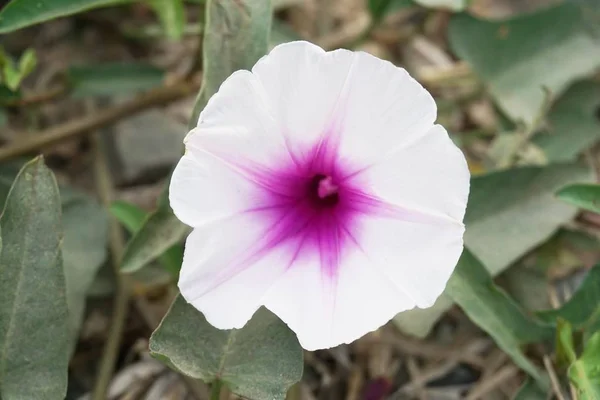 Biały Ipomoea Aquatica Kwiat Ogrodzie Przyrody — Zdjęcie stockowe