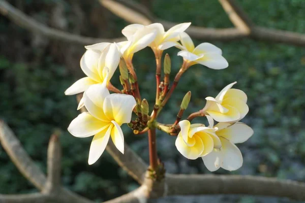 Doğa Bahçesinde Beyaz Tesisatı Çiçeği — Stok fotoğraf