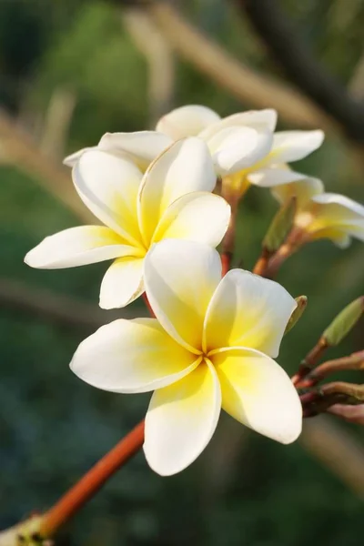 Bílá Plumeria Květ Přírodě Zahrada — Stock fotografie