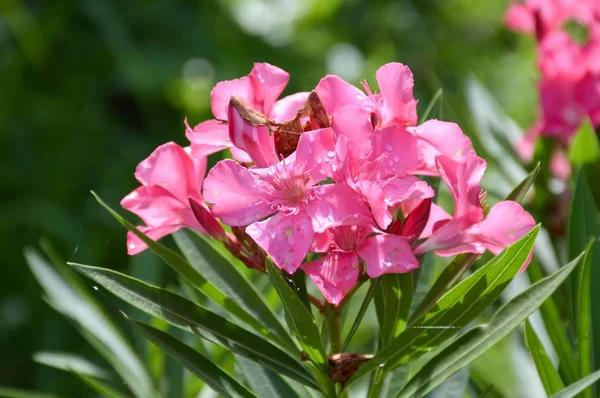 Rózsaszín Nerium Oleander Virág Természetben Kert — Stock Fotó