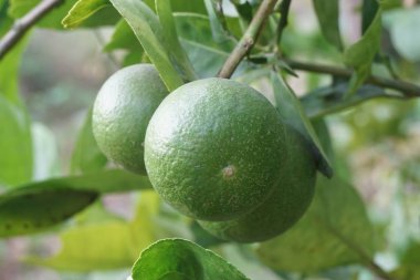 Doğa bahçesinde taze kireç ağacı