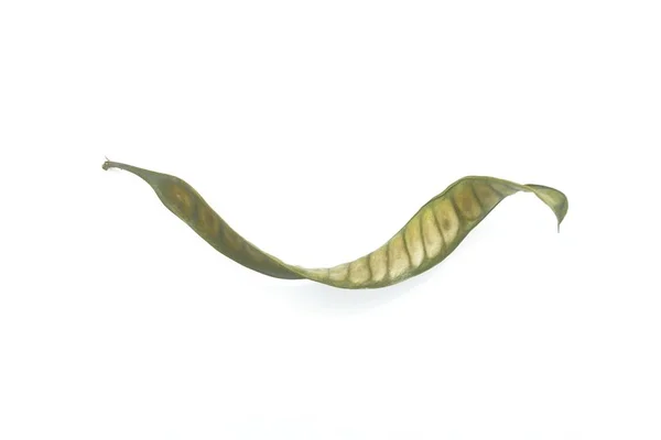 白い背景に乾燥したロイカエナロイコセファラ種子 — ストック写真