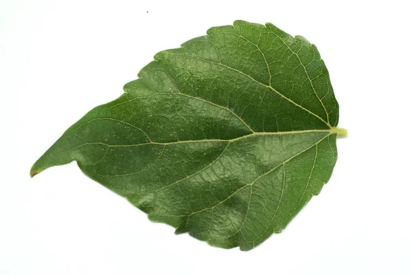 Frisches Grünes Maulbeerblatt Auf Weißem Hintergrund — Stockfoto