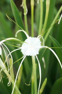 Bahçede beyaz Schnhutchen Hymenocallis latifolia çiçeği