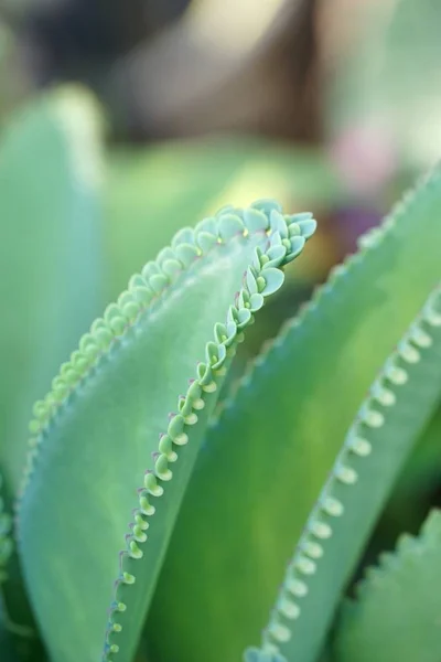 Tanaman Hibrida Kalanchoe Kebun Alam — Stok Foto