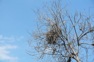 kuru dal ağacı üzerinde kuş yuvası