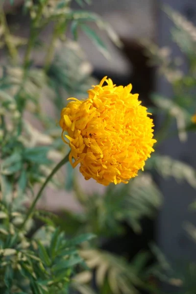 Κίτρινο Tagetes Erecta Λουλούδι Στον Κήπο Της Φύσης — Φωτογραφία Αρχείου