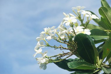 Doğa bahçesinde beyaz su tesisatı çiçeği