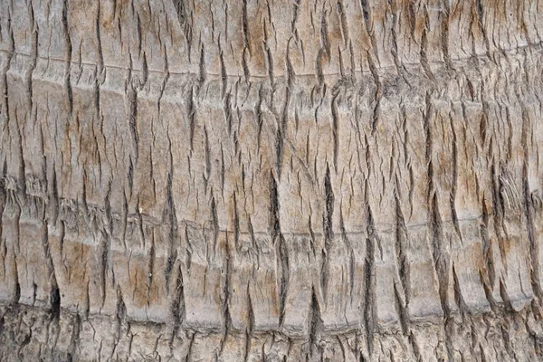 Sucha Tekstura Kokosowego Drzewa Kokosowego — Zdjęcie stockowe