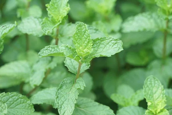 Fechar Plantas Hortelã Cozinha Jardim Natureza — Fotografia de Stock