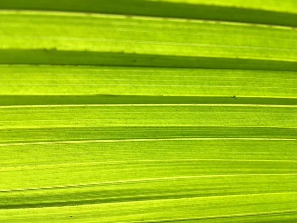 Textura Hoja Verde Fresca Para Fondo — Foto de Stock