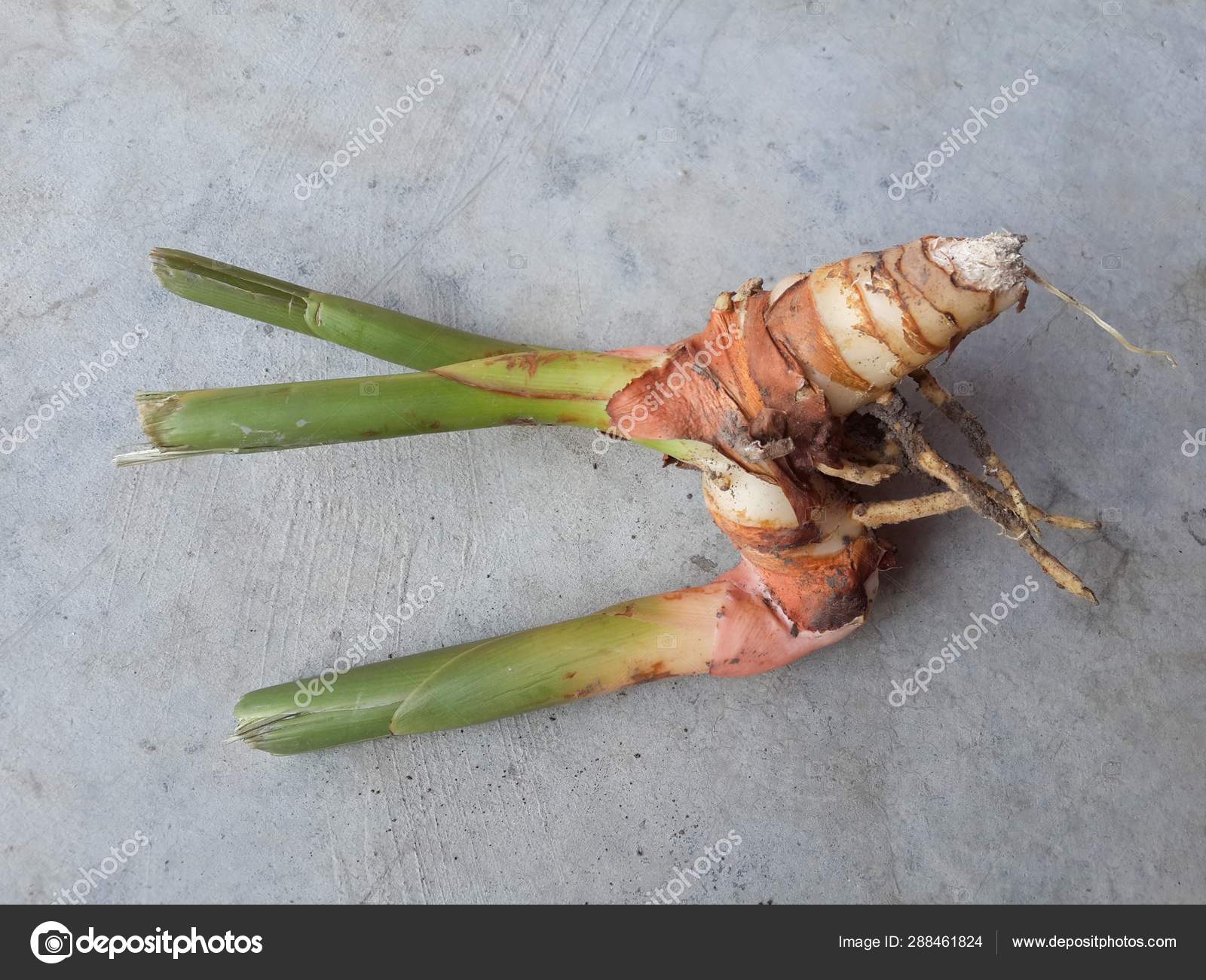 Alpinia Galanga Cement Floor Stock Photo Image By C Pongsak14