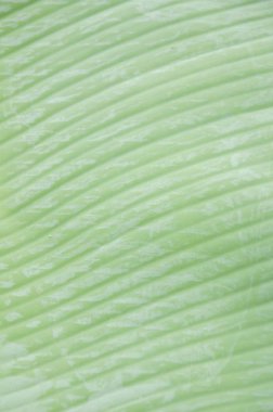 Taze yeşil muz yaprağı dokusu