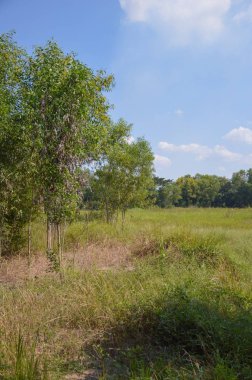 Nakhon Nayok, Tayland at doğa ülkede çim Sahası