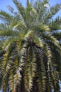 palmiye ağacı doğa Bahçe