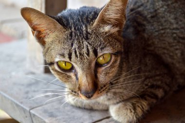 Çimento zeminindeki sevimli kediyi kapat.