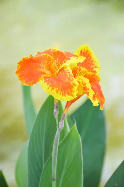 Flor Canna Jardín — Foto de Stock