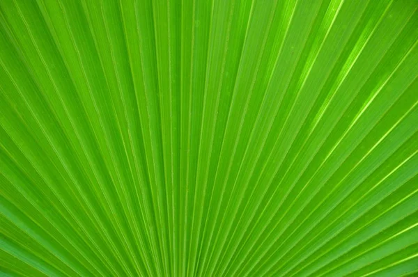 Färska Palmblad Gröna Textur — Stockfoto