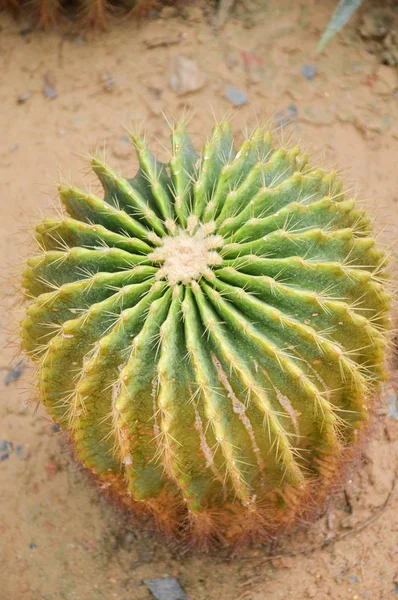 kum zemin üzerine yeşil kaktüs ağacı kapatın