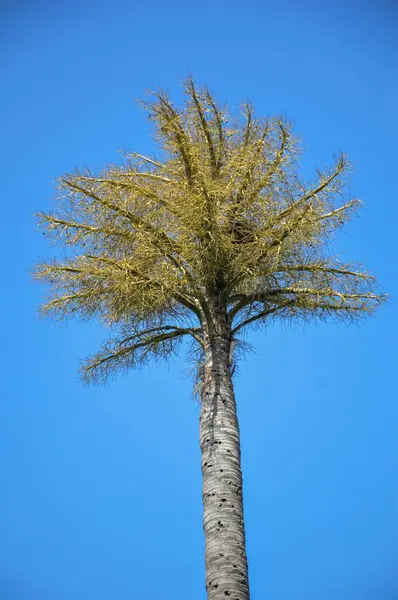 Fechar Palmeira Jardim Natureza — Fotografia de Stock