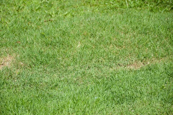 Close Fresh Green Grass Nature Garden — Stock Photo, Image