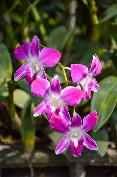 Orchidee Bloem Natuur Tuin — Stockfoto