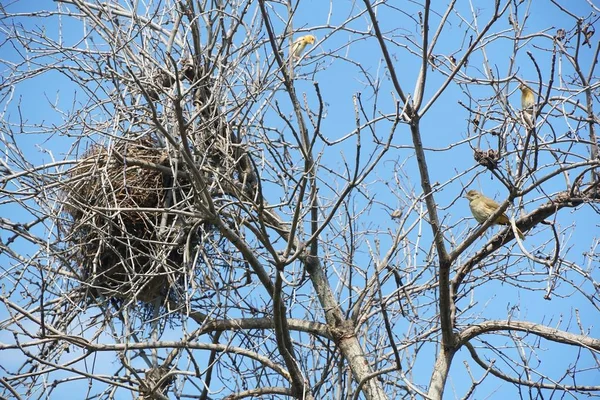 Nid Oiseaux Sur Branche Sèche — Photo