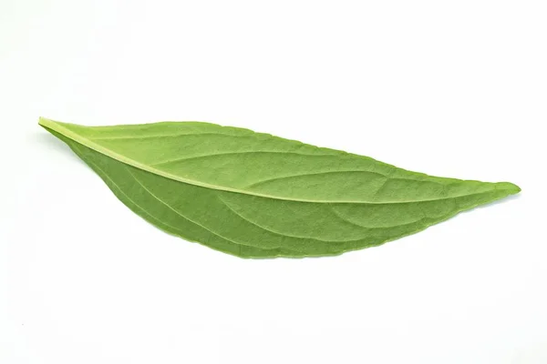 Hoja Andrographis Paniculata Verde Fresco Sobre Fondo Blanco —  Fotos de Stock