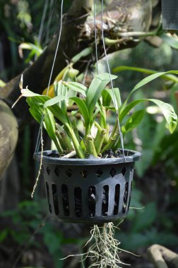 bahçede plastik tencerede orkide bitki yakın