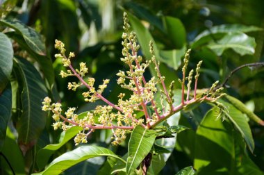 Doğa bahçesinde mango çiçeği