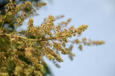 Doğa bahçesinde mango çiçeği