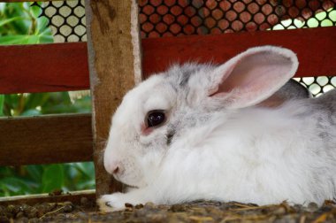 çimento katta sevimli tavşan