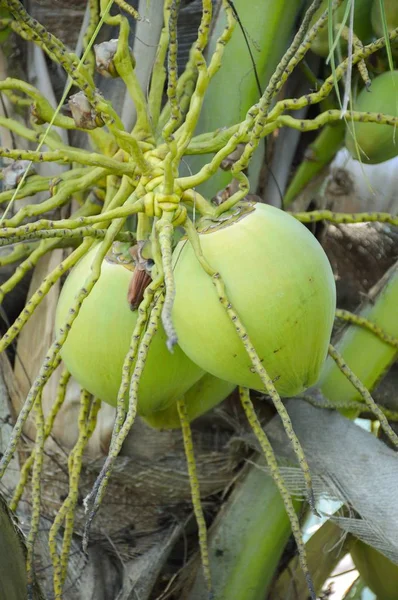 Fresh Green Coconut Fruit Nature Garden — Stock Photo, Image
