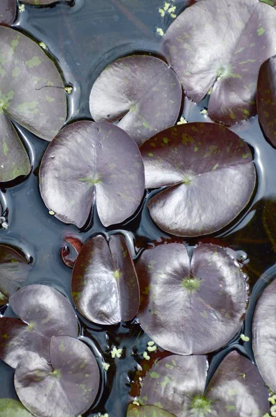 Feuilles Lotus Sur Étang Poissons — Photo