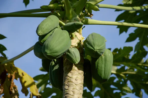 Papaye Verte Fraîche Dans Jardin Fruitier — Photo