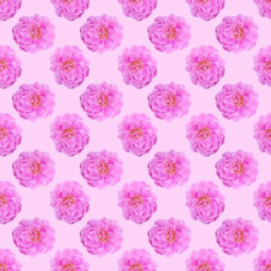 Gül çiçek desen arka plan