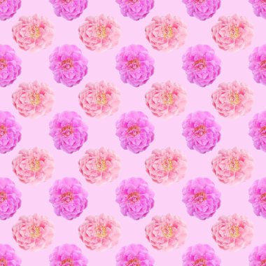 gül çiçeği nin dikişsiz desen arka plan