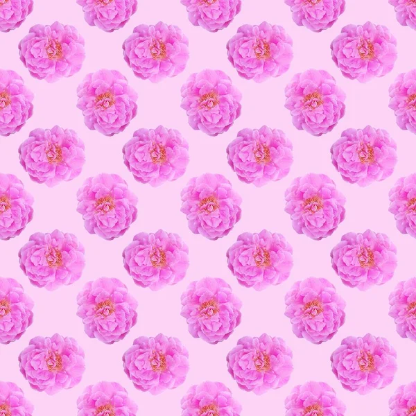 Rose Blume Muster Hintergrund — Stockfoto