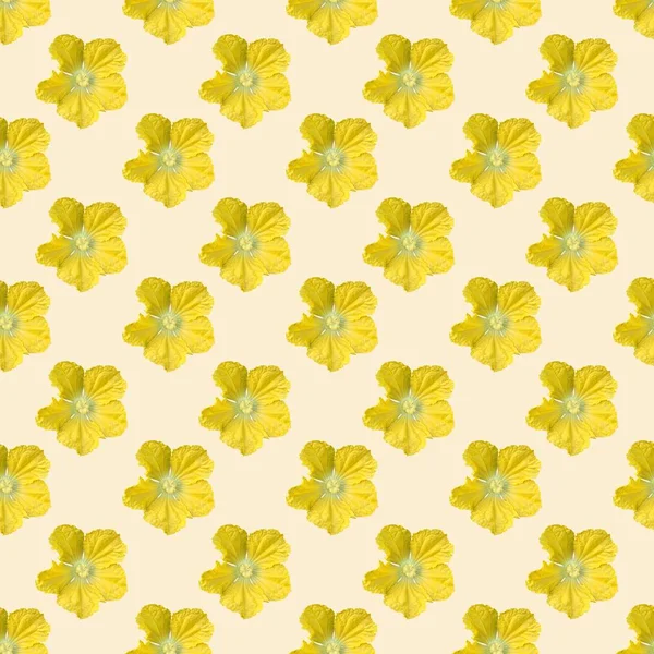 Seamless Pattern Background Benincasa Hispid Flower — Stock Photo, Image