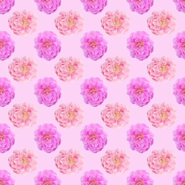 Nahtlose Muster Hintergrund Der Rose Blume — Stockfoto