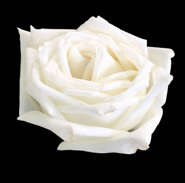 Siyah arkaplanda beyaz gül